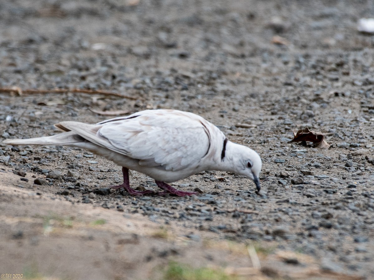 African Collared-Dove - ML210712481