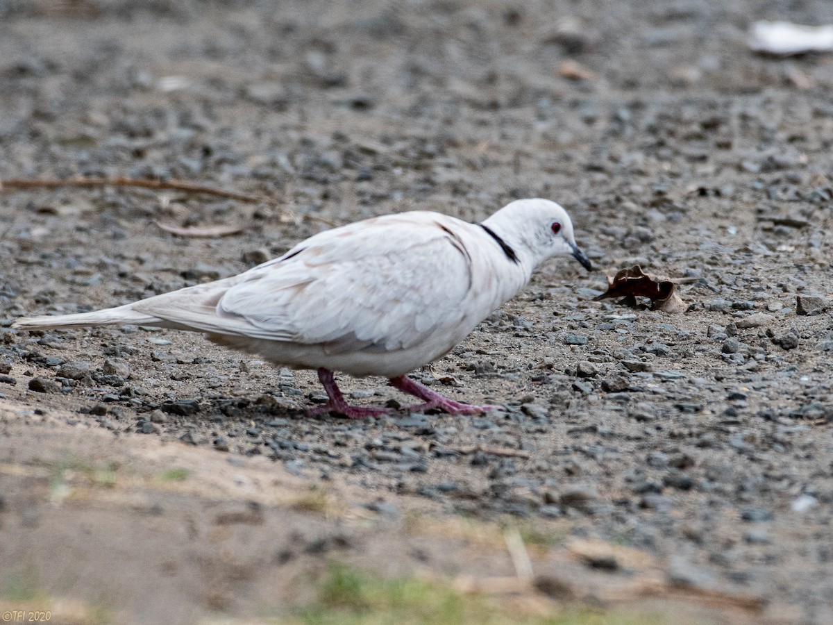 African Collared-Dove - ML210712491