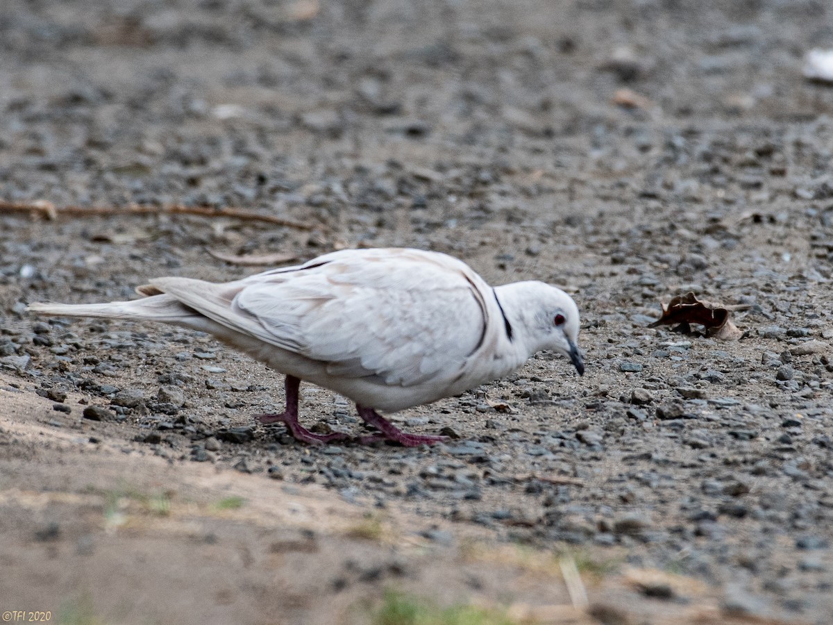 African Collared-Dove - ML210712501