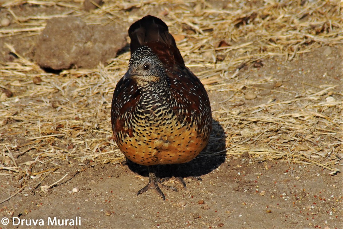 Painted Spurfowl - ML210712561