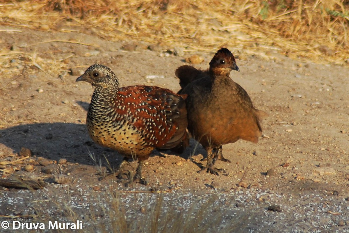 Painted Spurfowl - Druva  Murali