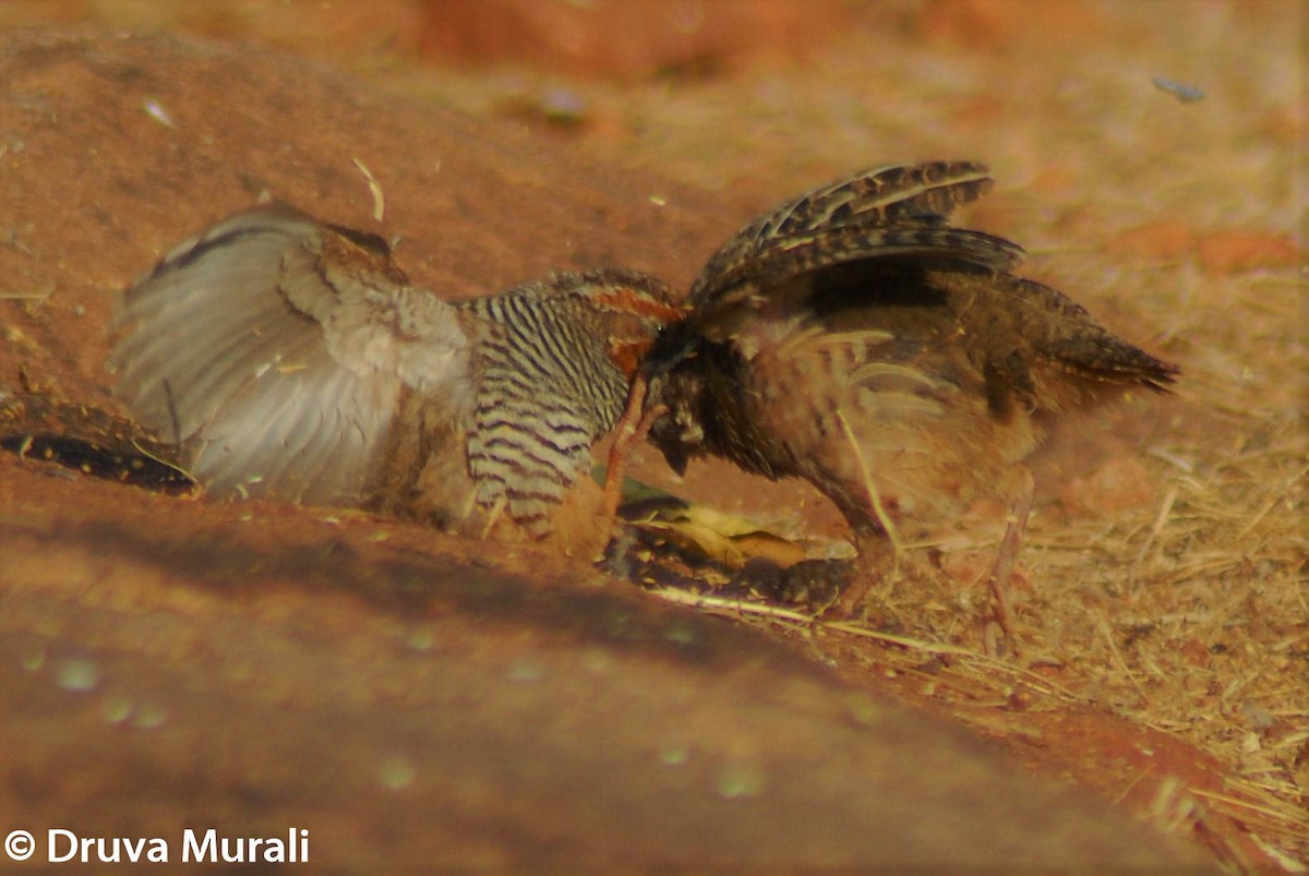 Jungle Bush-Quail - ML210712581