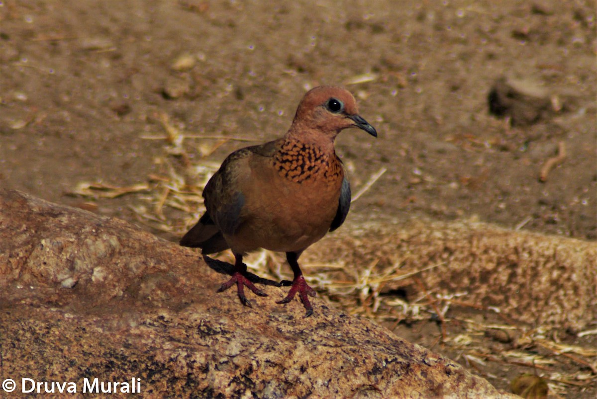 Laughing Dove - ML210712661