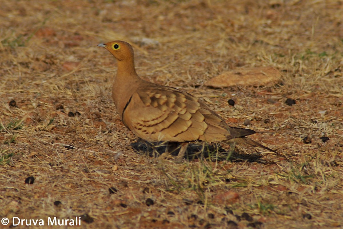 Chestnut-bellied Sandgrouse - ML210712691