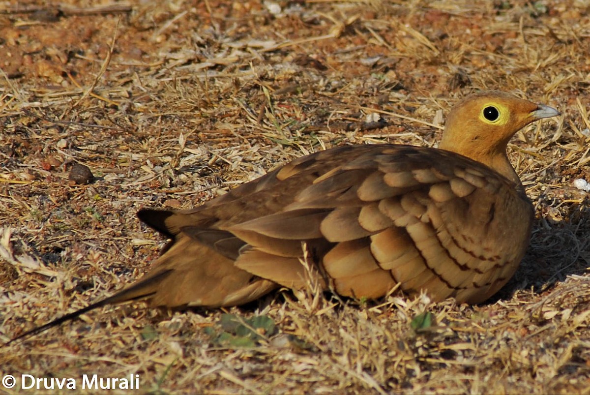 Chestnut-bellied Sandgrouse - ML210712711