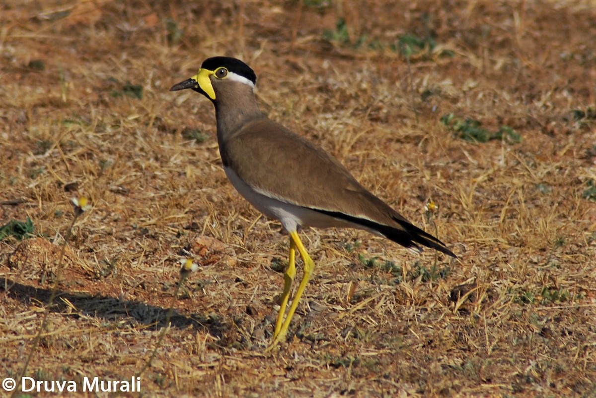 Yellow-wattled Lapwing - ML210712761