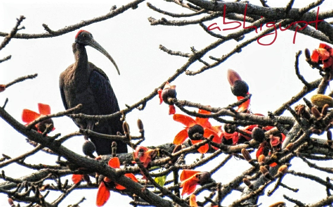 Red-naped Ibis - ML210713011