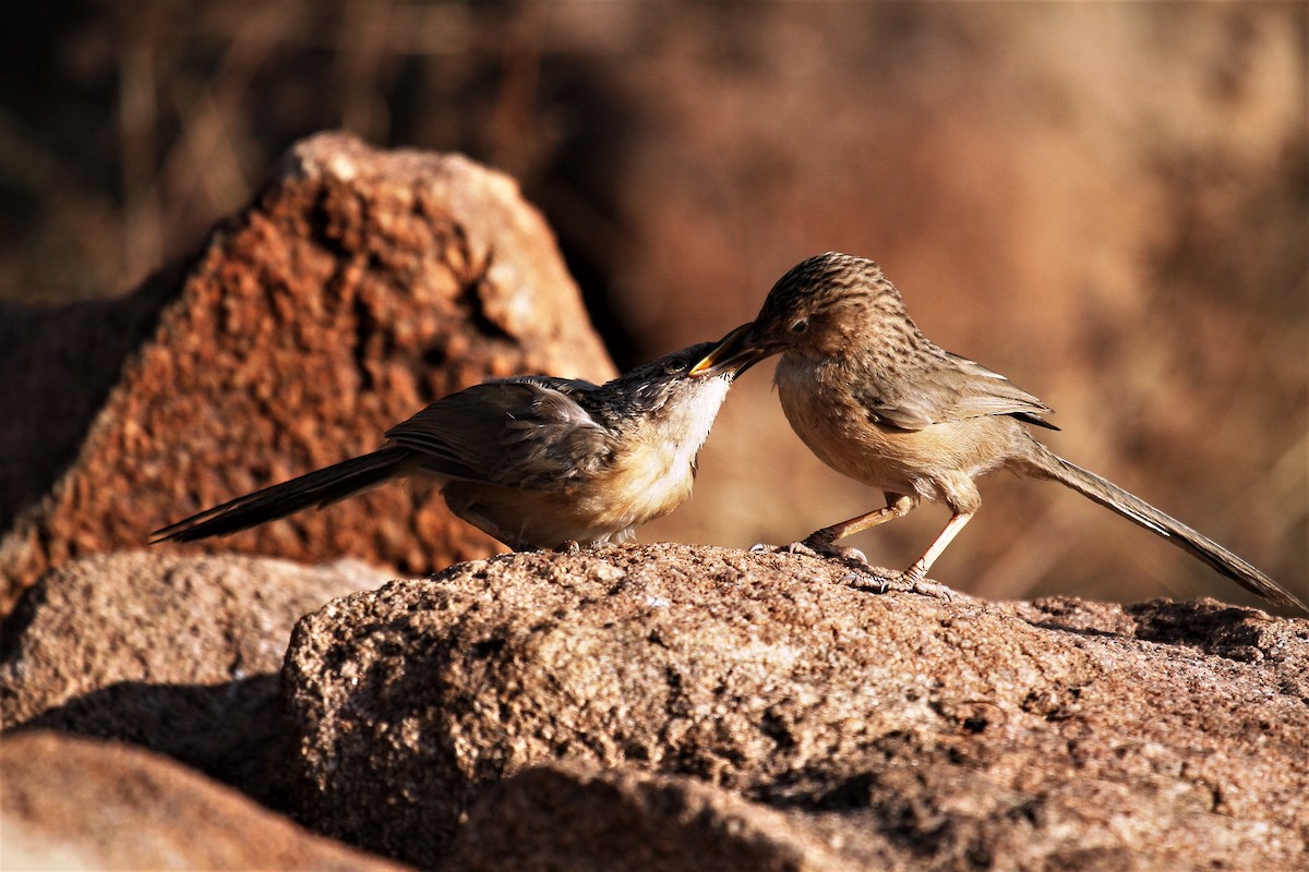 Common Babbler - Druva  Murali