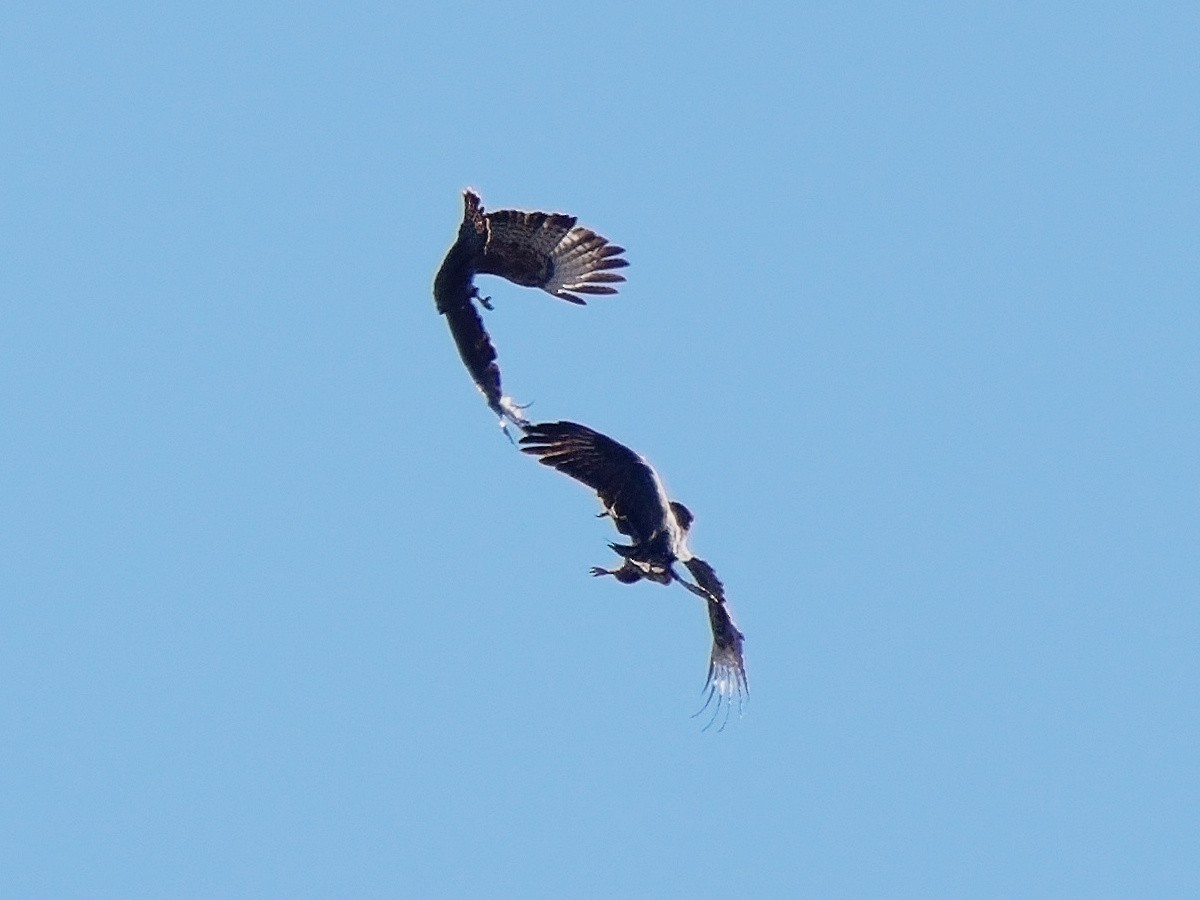 Common Buzzard - ML210713271