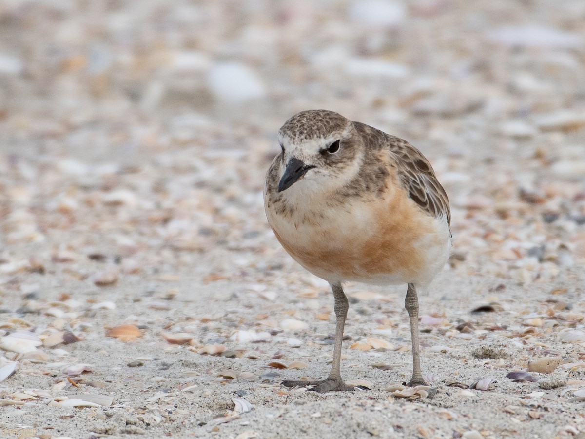 Red-breasted Dotterel - ML210713331