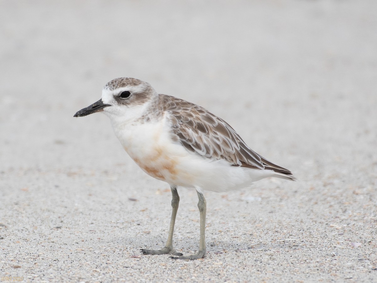 Red-breasted Dotterel - ML210713341