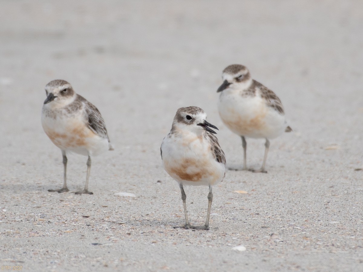 Red-breasted Dotterel - ML210713351