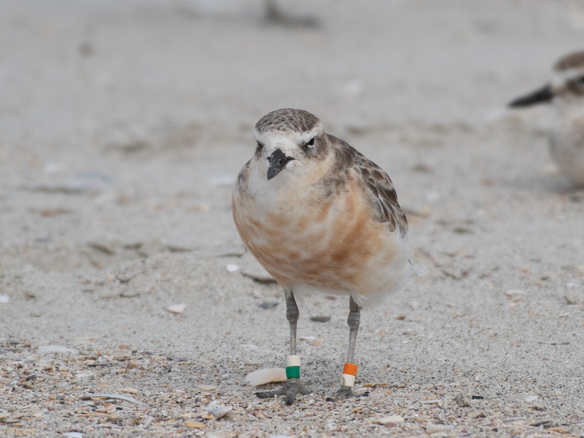 Red-breasted Dotterel - ML210713371