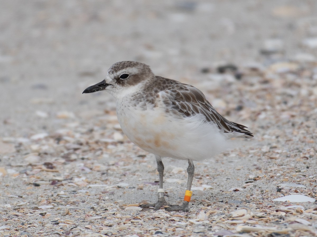 Red-breasted Dotterel - ML210713391