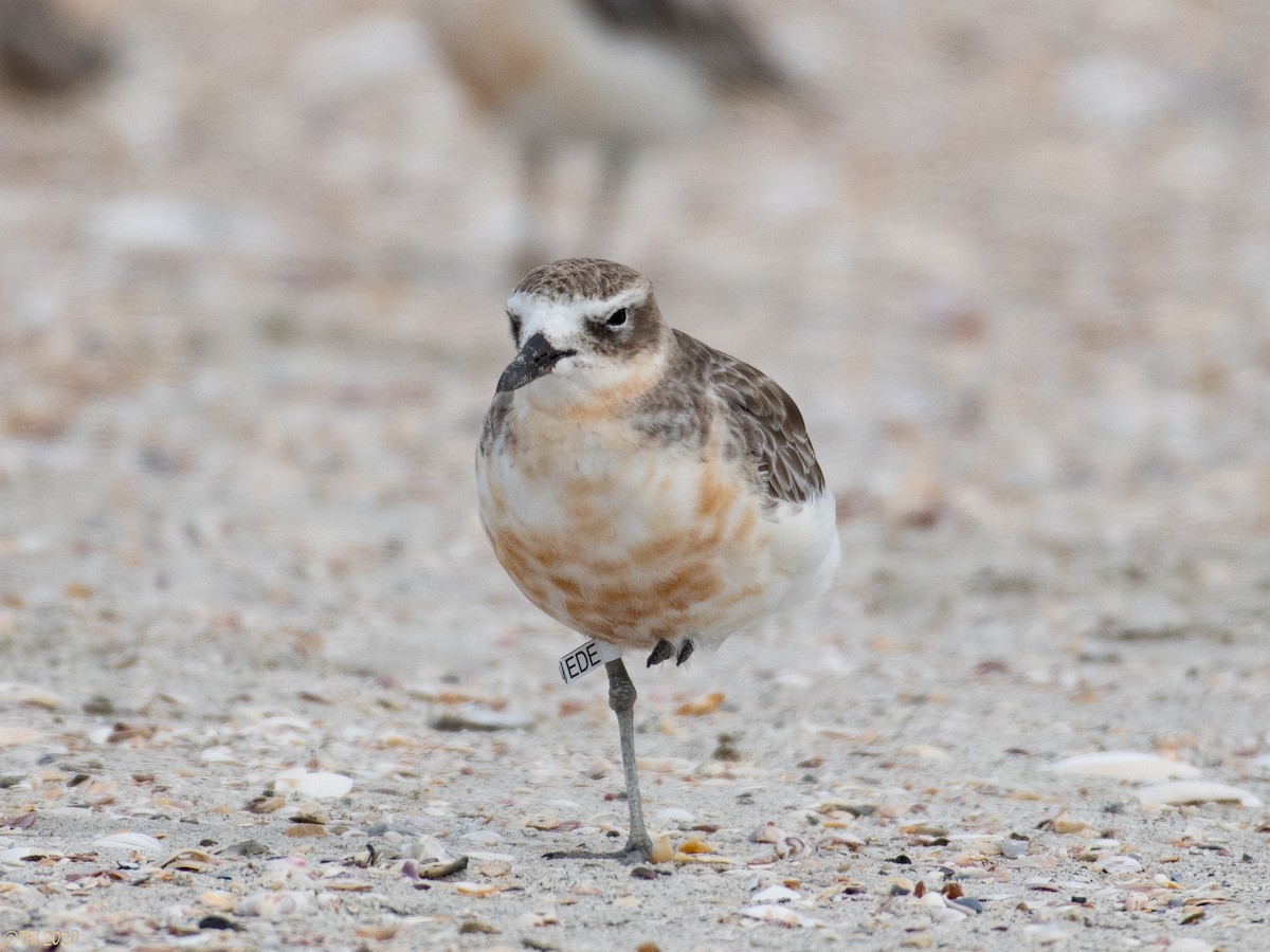 Red-breasted Dotterel - ML210713401