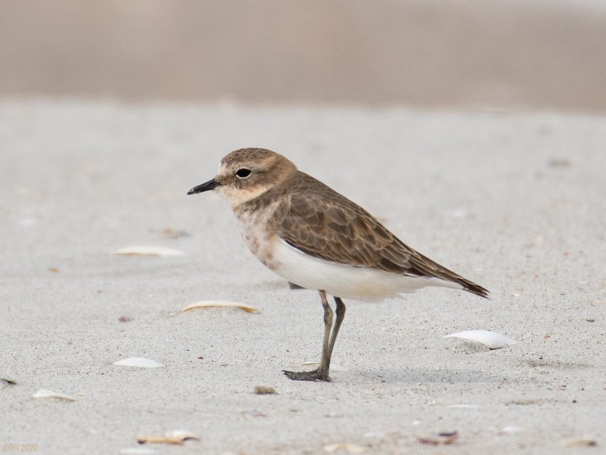 Double-banded Plover - ML210713481