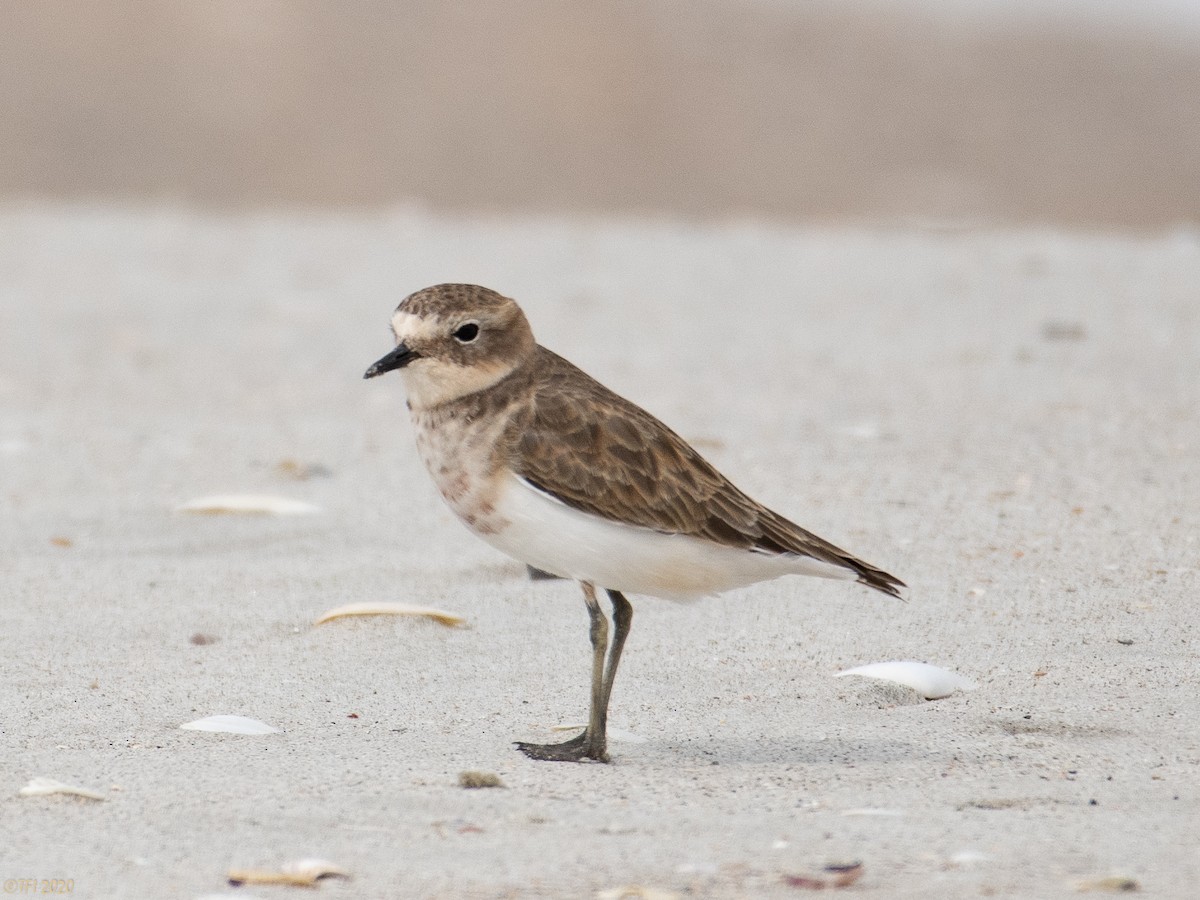 Double-banded Plover - ML210713491