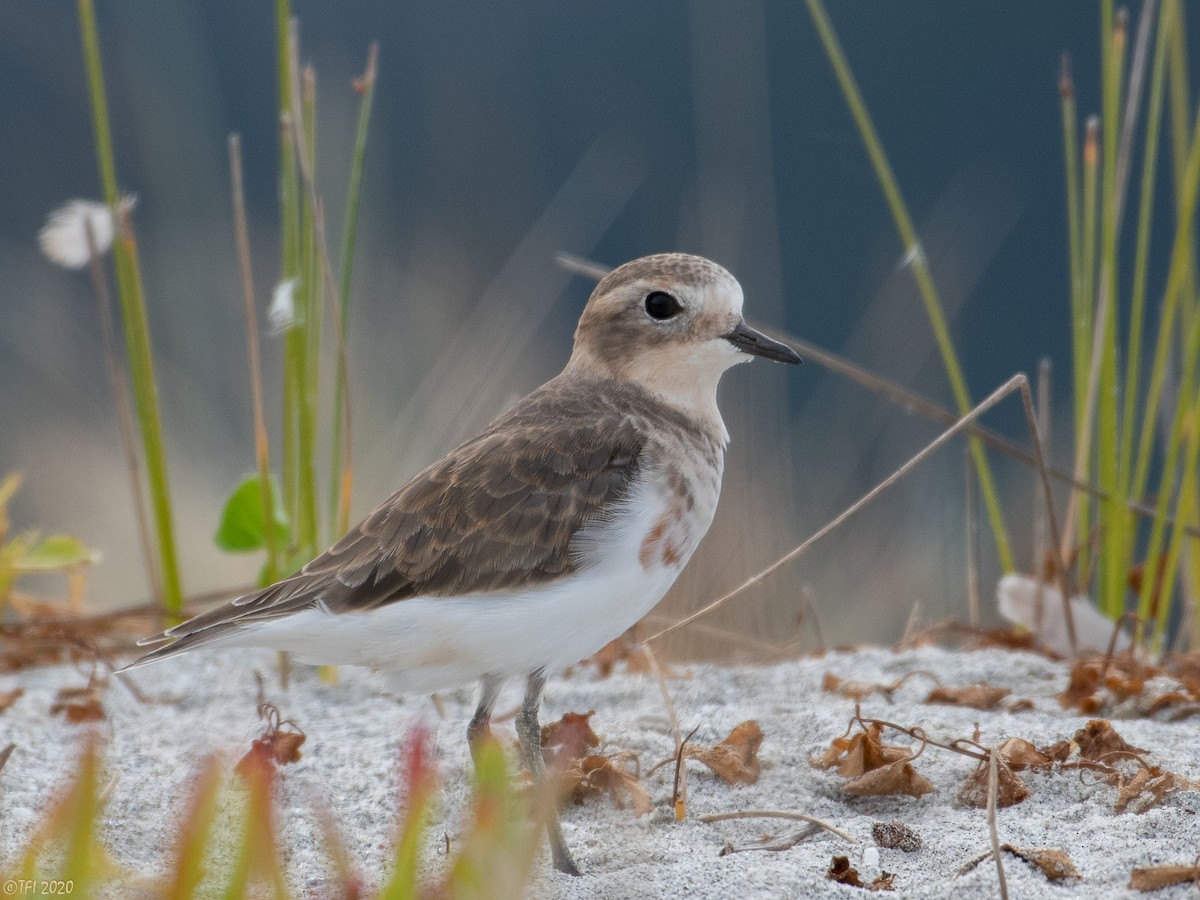 Double-banded Plover - ML210713511