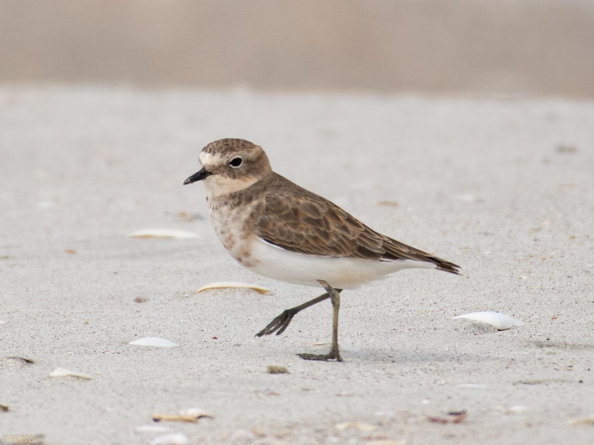 Double-banded Plover - T I