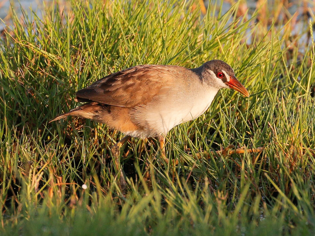 White-browed Crake - Neoh Hor Kee