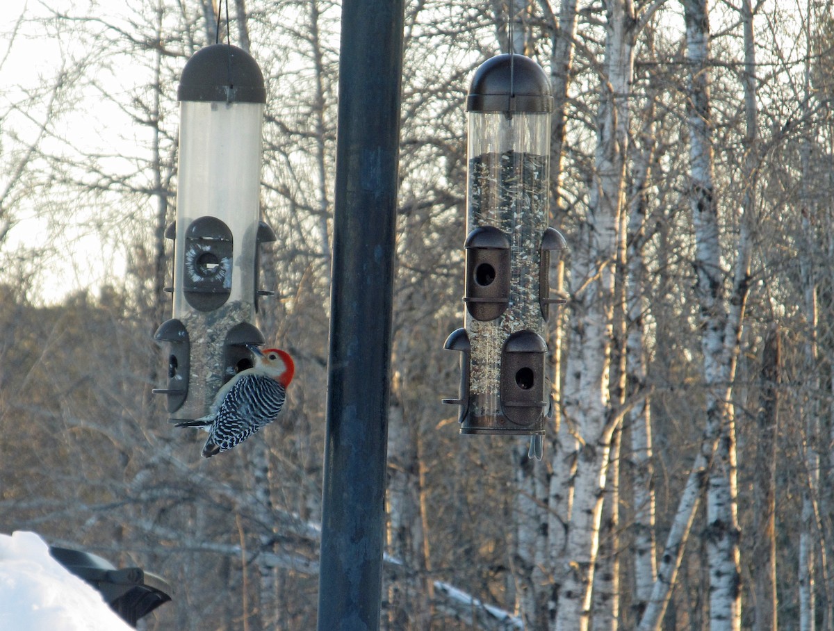 Red-bellied Woodpecker - Bill Sheehan