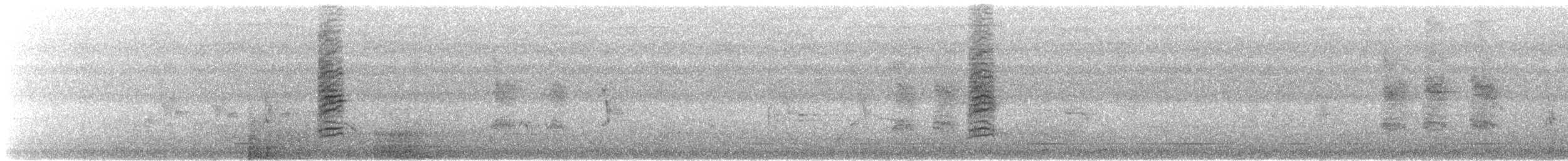 hvitpannehonningeter - ML210714771