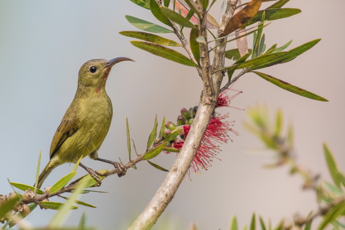 Crimson Sunbird - ML210714971