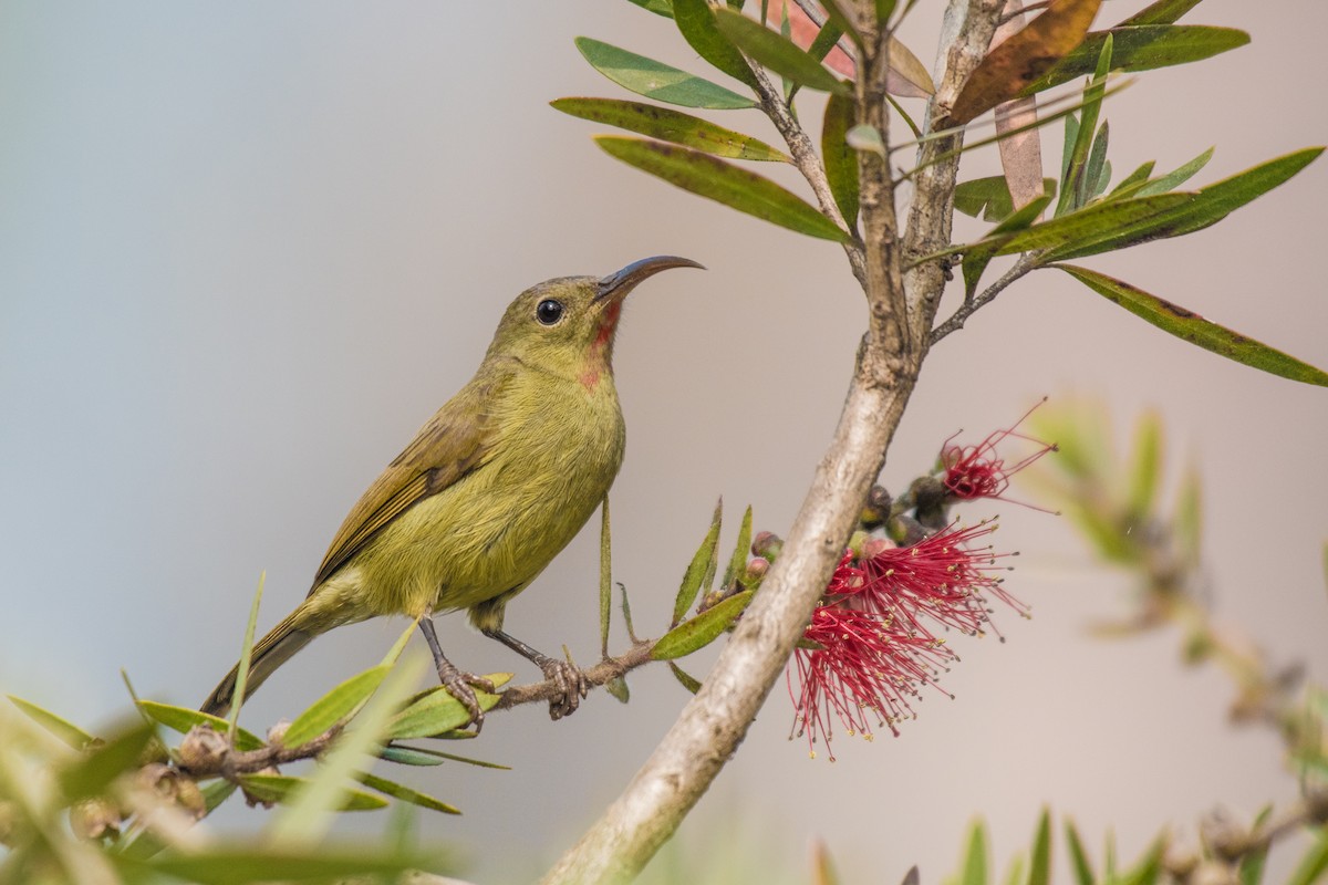 Crimson Sunbird - ML210714981