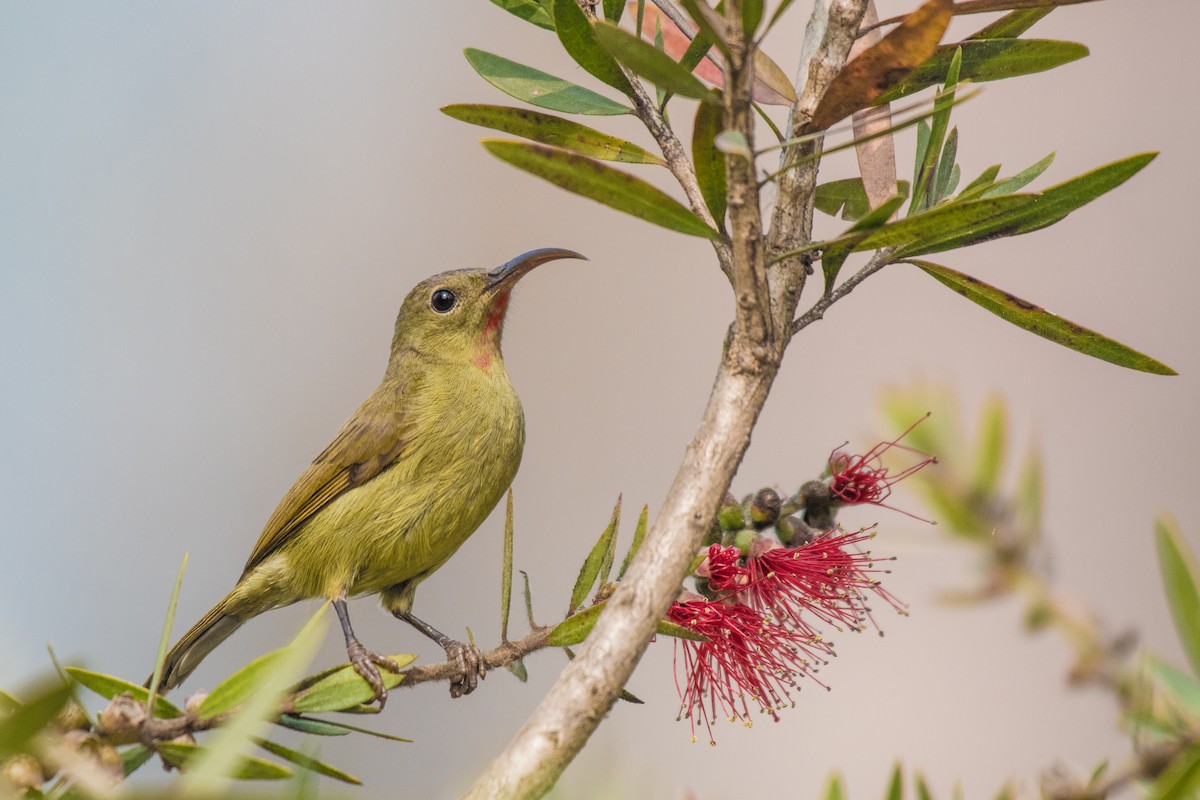 Crimson Sunbird - ML210714991