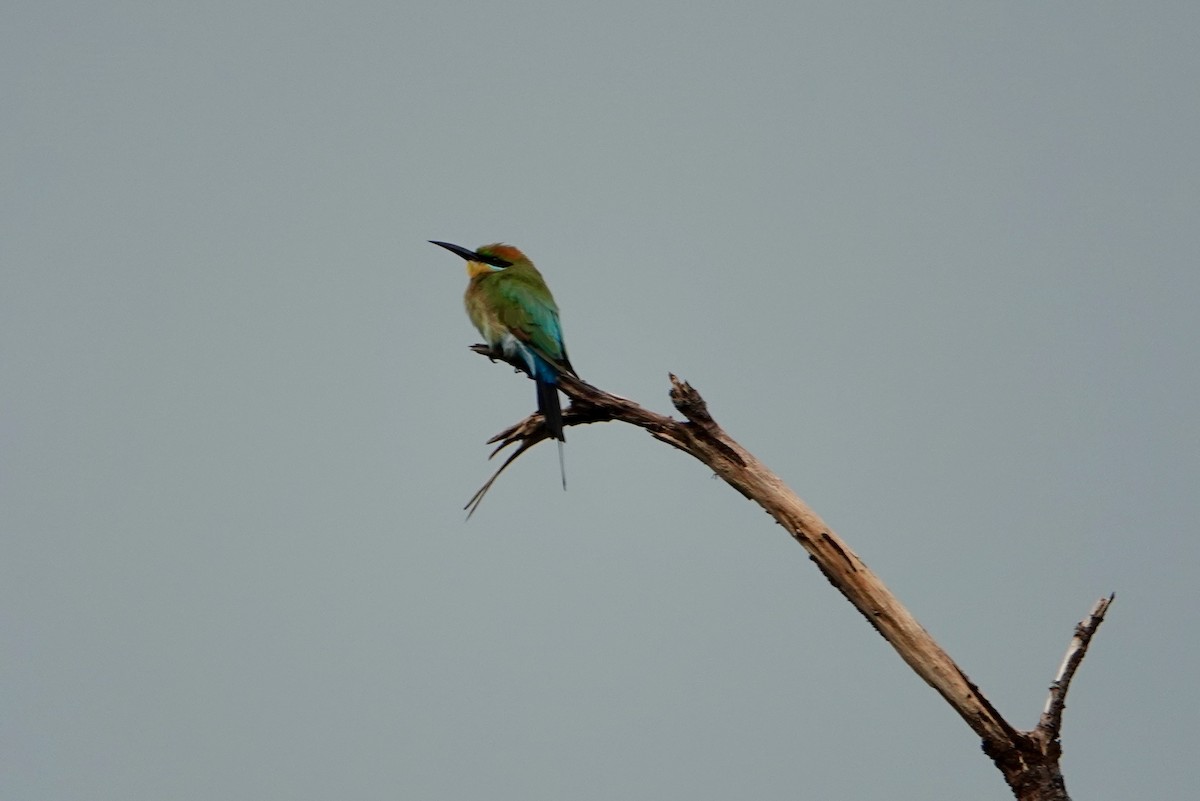 Rainbow Bee-eater - ML210715501
