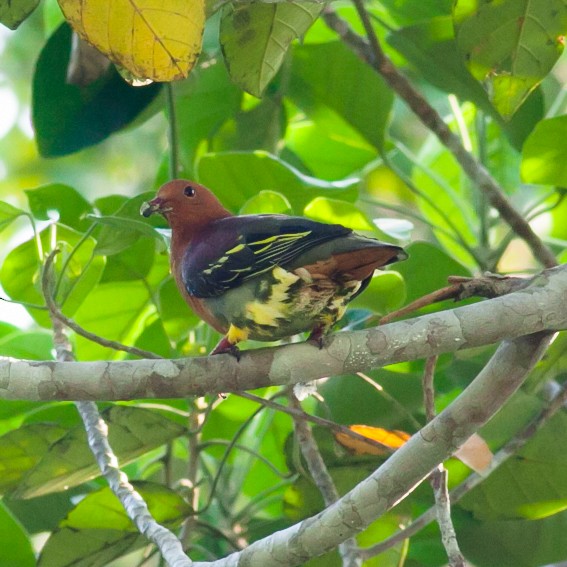 Cinnamon-headed Green-Pigeon - Wilbur Goh