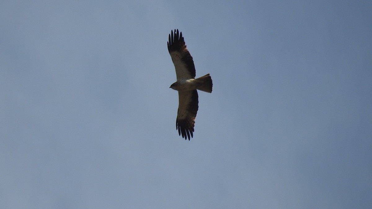 Booted Eagle - ML210715941