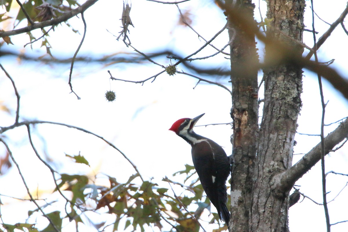 Pileated Woodpecker - ML21071701