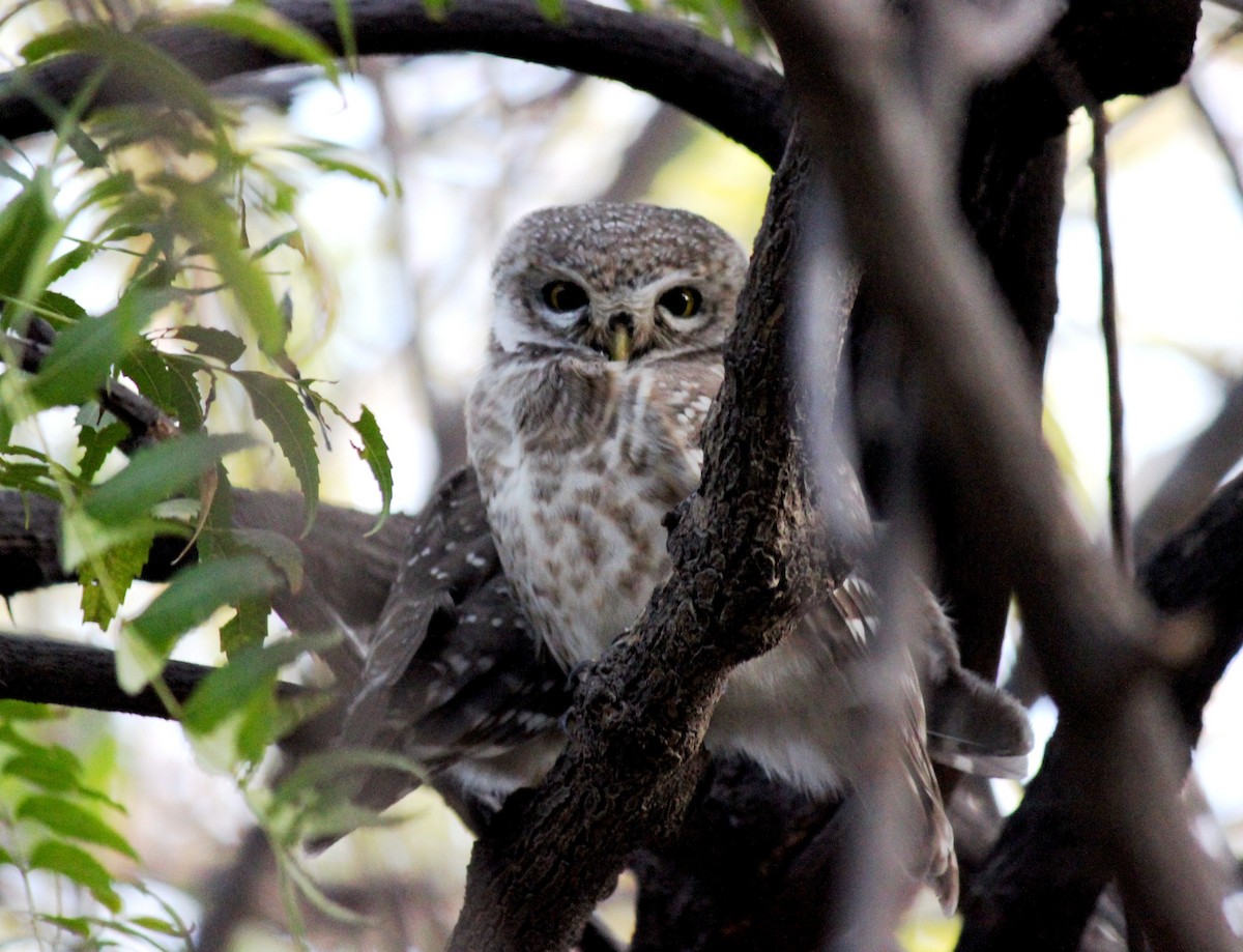 Spotted Owlet - ML210718321