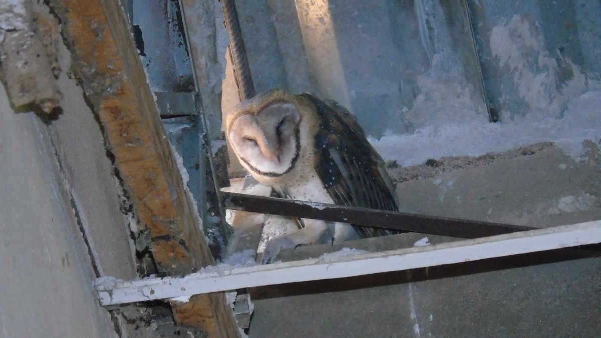 American Barn Owl - ML210719341