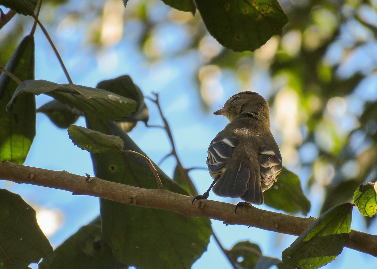 Small-headed Elaenia - Maria del Castillo