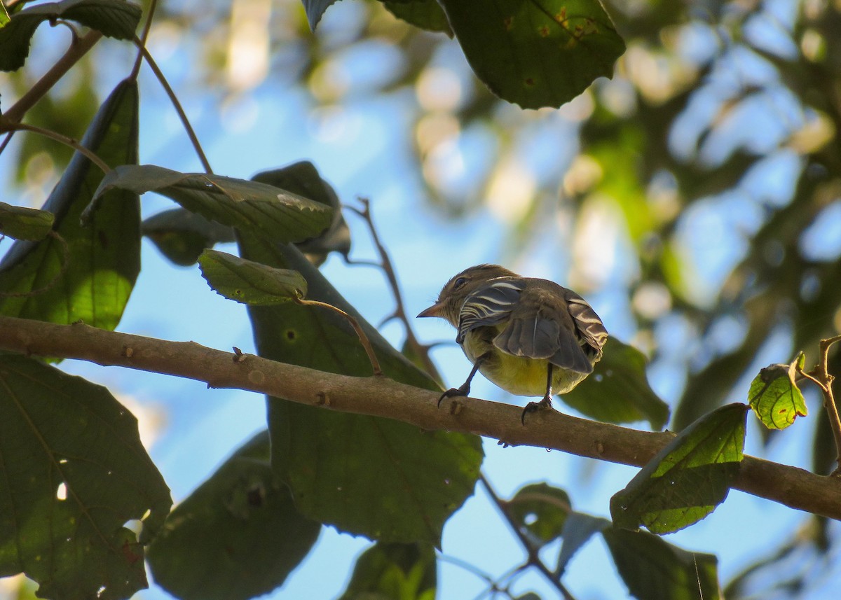 Small-headed Elaenia - Maria del Castillo