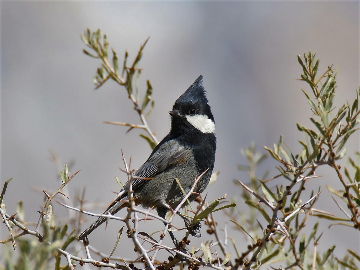 Rufous-naped Tit - ML210723591