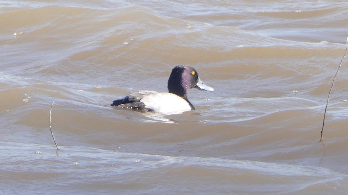 Lesser Scaup - ML210726471