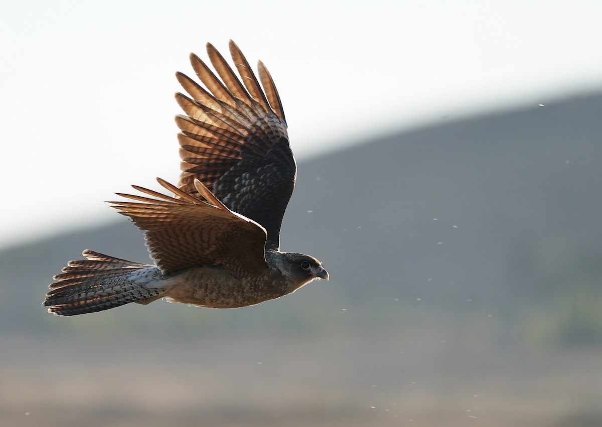 Chimango Caracara - ML210727401