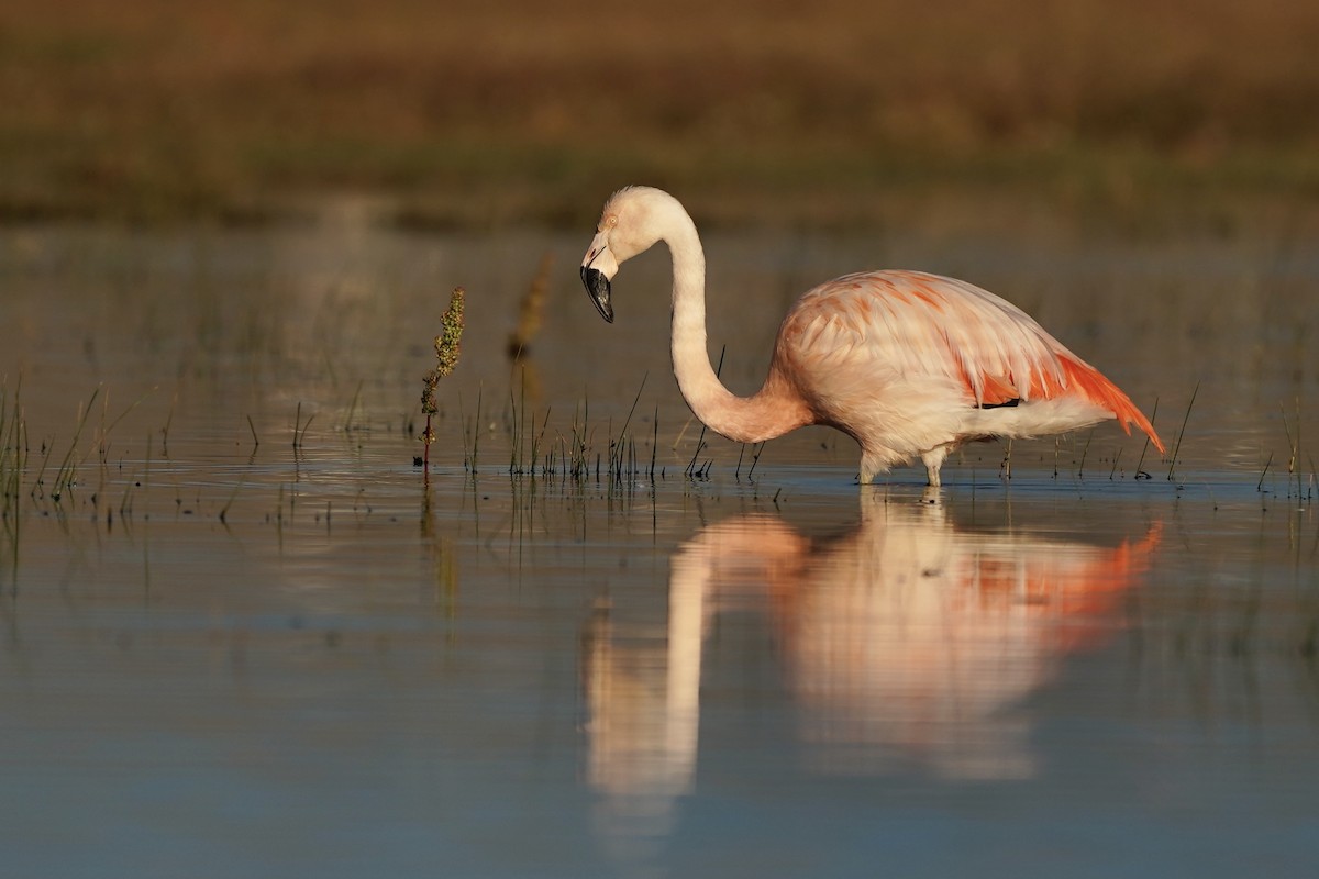 Şili Flamingosu - ML210727841