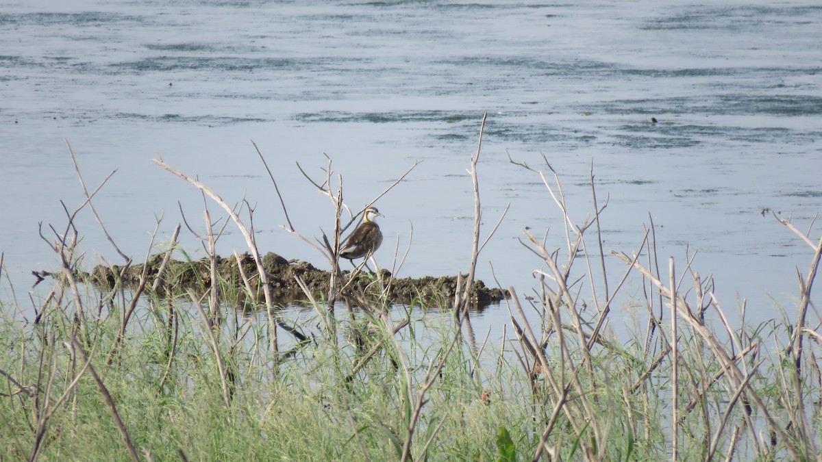 Pheasant-tailed Jacana - ML210735661