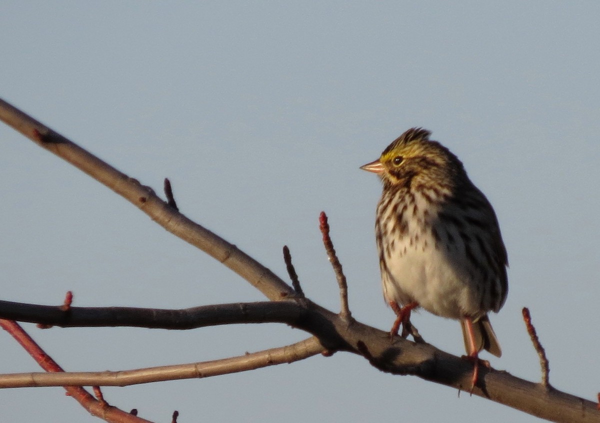 Savannah Sparrow - Anne Geraghty