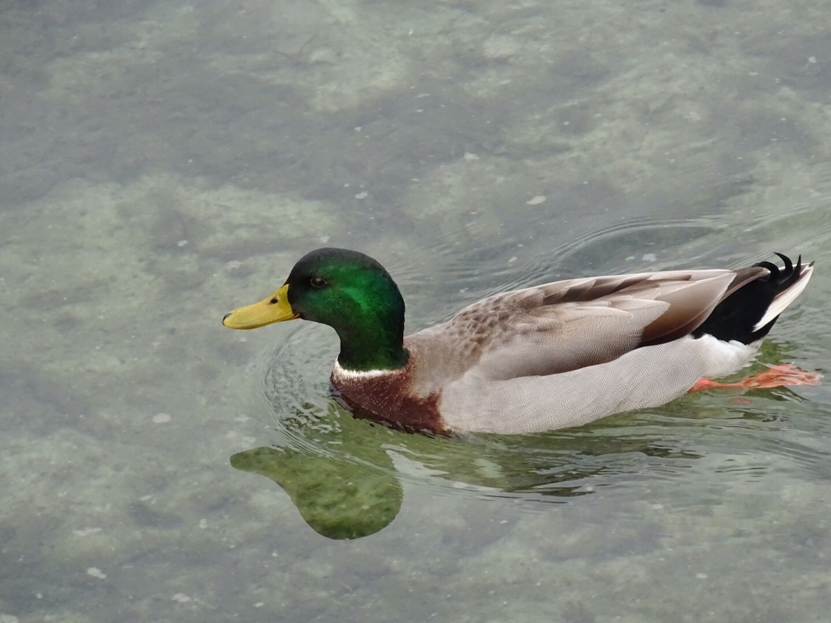 Mallard - ML210736491