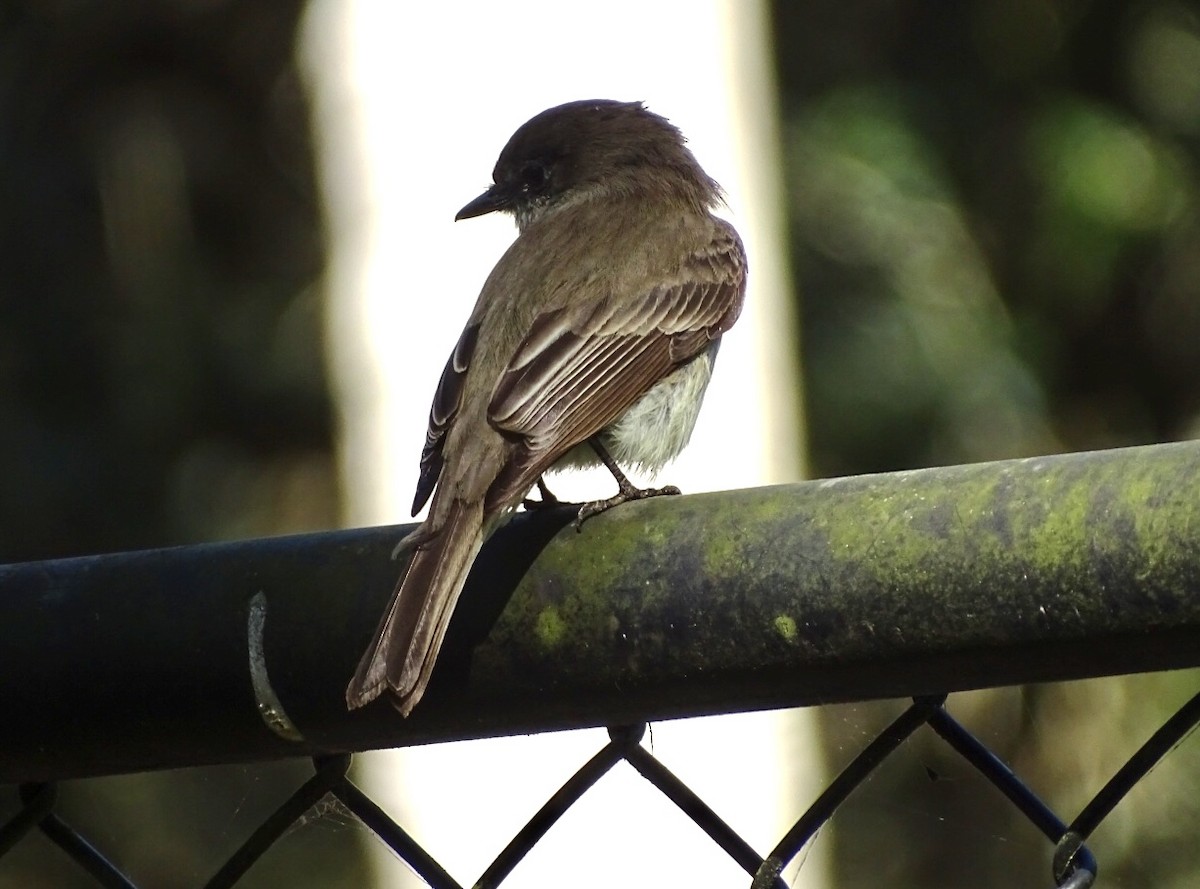 Eastern Phoebe - ML210737291