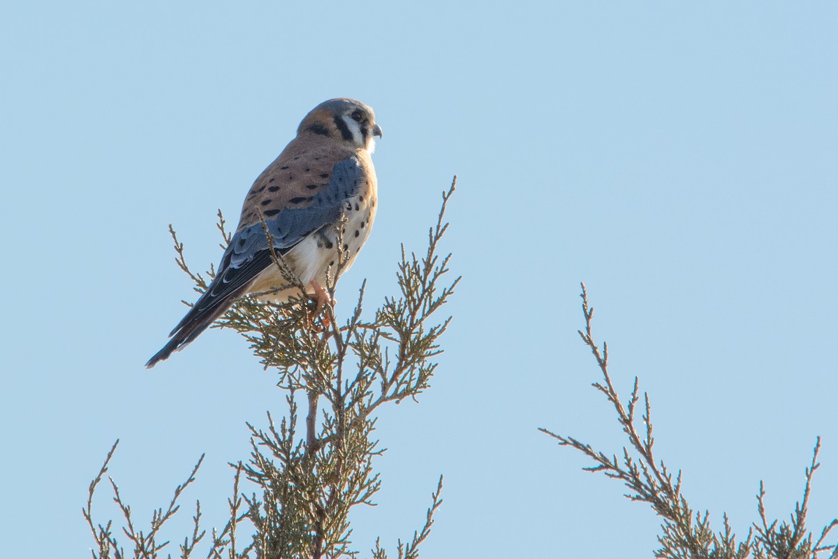 American Kestrel - ML210737581