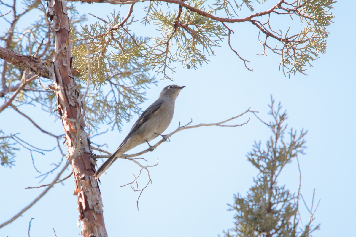 Townsend's Solitaire - ML210737721