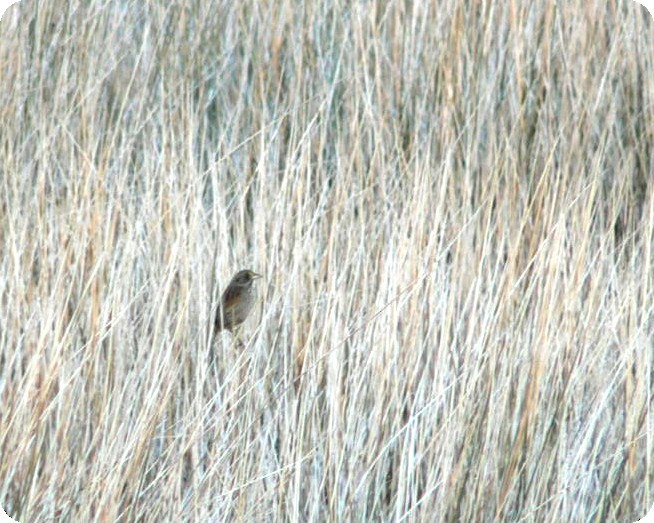 Seaside Sparrow - ML210740681