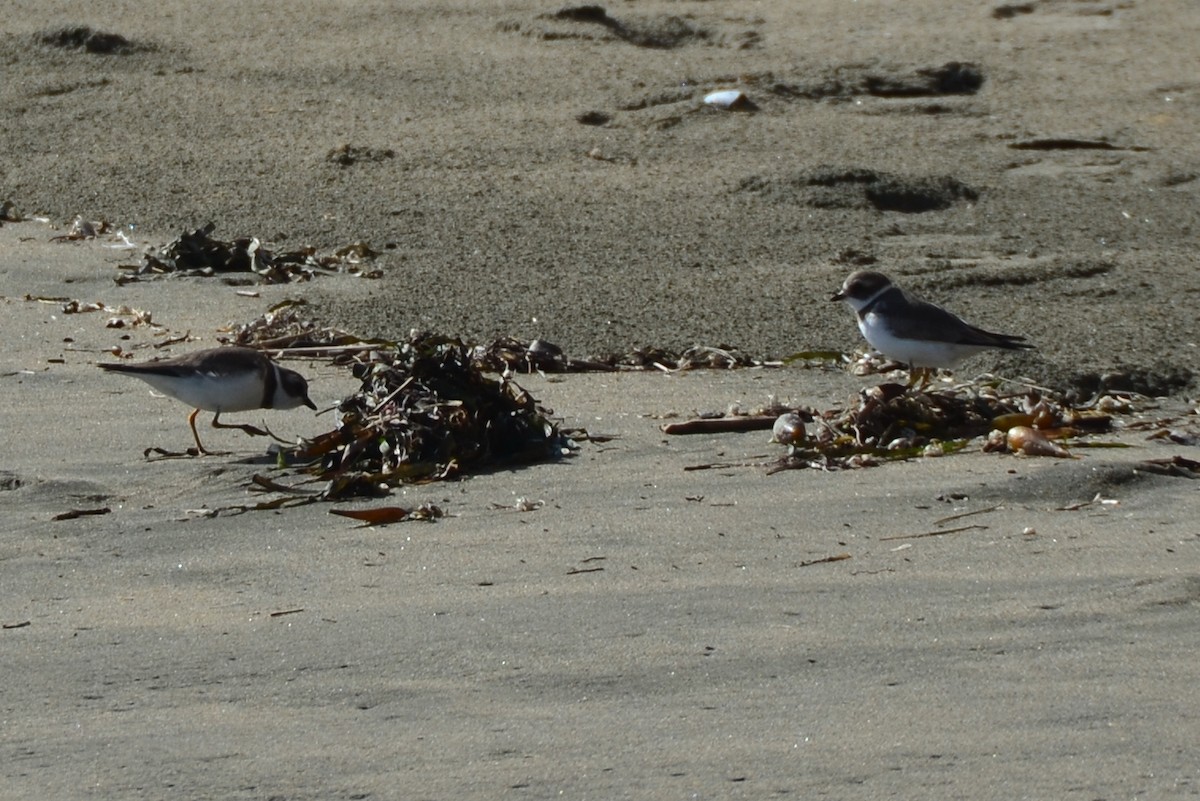 Semipalmated Plover - ML21074251