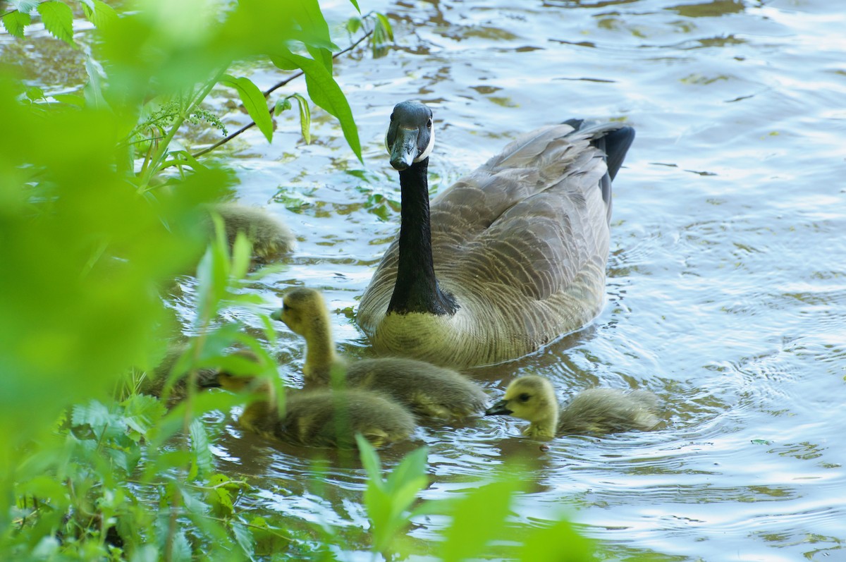 Canada Goose - ML210742631